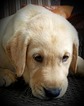 Small Photo #2 Labrador Retriever Puppy For Sale in SEDALIA, MO, USA