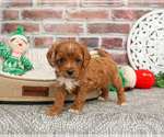 Small #16 Cavapoo (Miniature)
