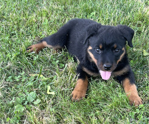 Rottweiler Puppy for Sale in EAST AMWELL, New Jersey USA