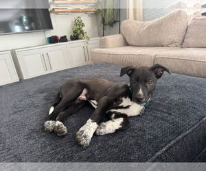 Mutt Dogs for adoption in Holly Springs, NC, USA