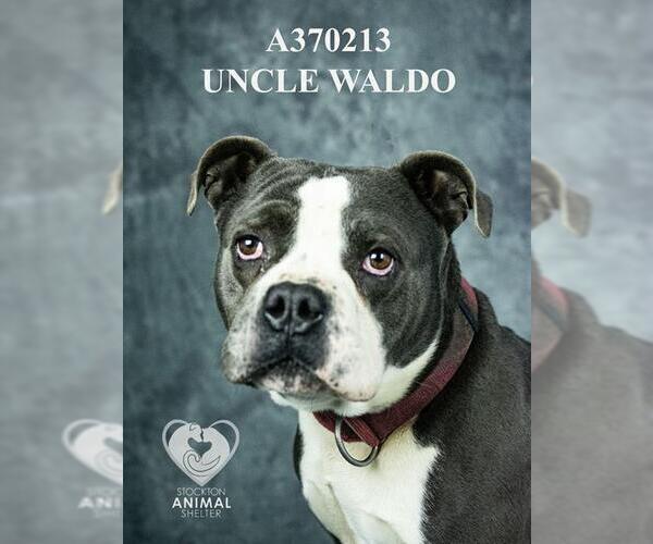 Medium Photo #2 Mutt Puppy For Sale in Stockton, CA, USA