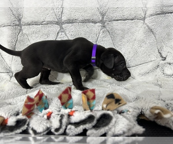Medium Photo #2 Great Dane Puppy For Sale in CONROE, TX, USA