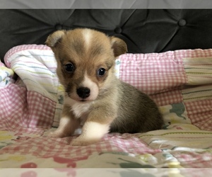 Pembroke Welsh Corgi Puppy for sale in RAMONA, OK, USA