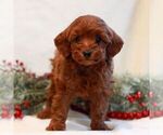 Small #3 Goldendoodle (Miniature)