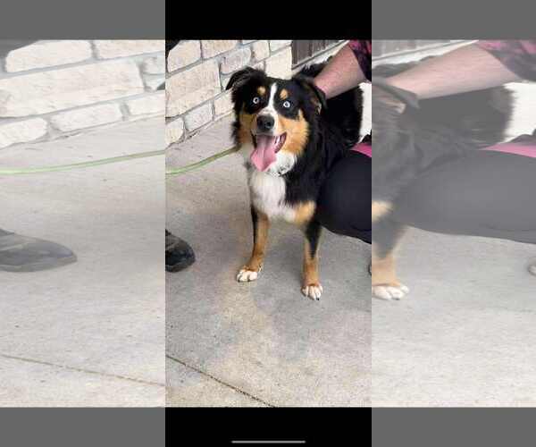 Medium Photo #2 Australian Shepherd Puppy For Sale in Highland, IL, USA