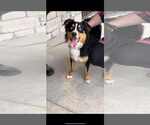 Small #1 Australian Shepherd
