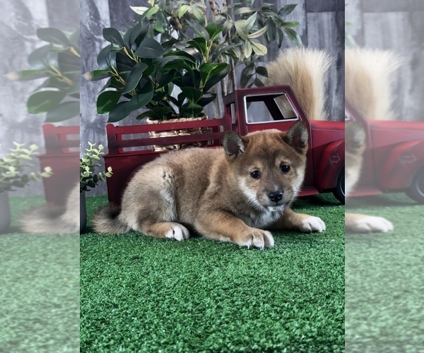 Medium Photo #2 Shiba Inu Puppy For Sale in CANOGA, NY, USA
