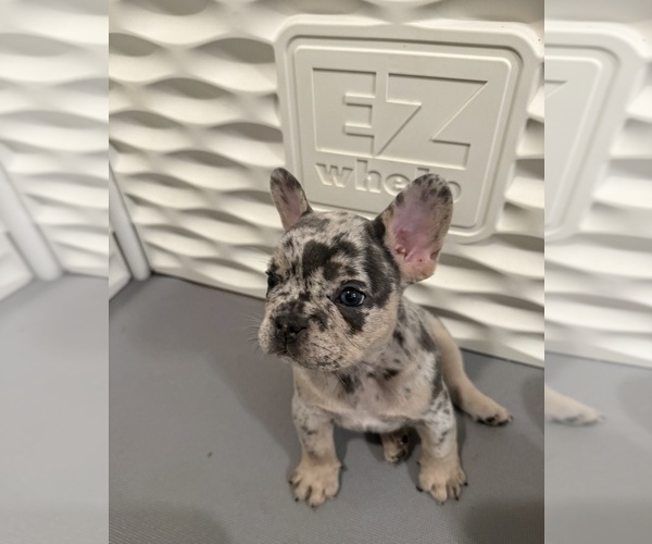 Medium Photo #2 French Bulldog Puppy For Sale in BURLINGAME, CA, USA