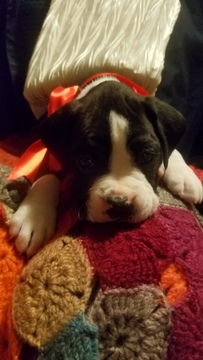 Medium Photo #1 Boxer Puppy For Sale in BETHEL, CT, USA