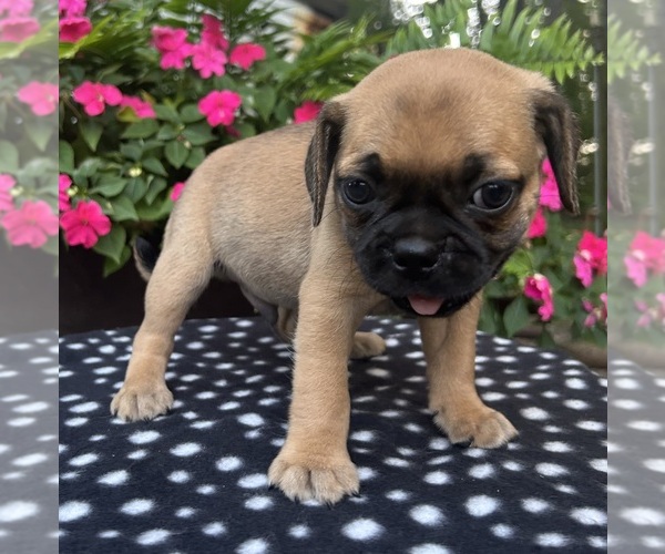 Medium Photo #13 Puggle Puppy For Sale in ELKTON, VA, USA