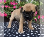 Small #12 Puggle