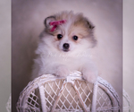 Puppy Stacie Pomeranian