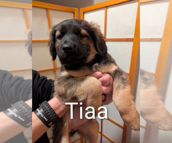 Medium Photo #3 Retriever -Unknown Mix Puppy For Sale in Princeton, MN, USA