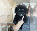 Small Photo #3 Schnoodle (Miniature) Puppy For Sale in BEECH GROVE, IN, USA