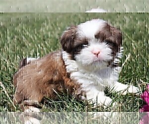 Shih Tzu Puppy for sale in FORT LAUDERDALE, FL, USA