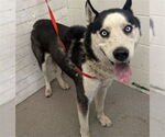 Small Siberian Husky
