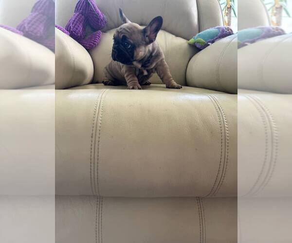 Medium Photo #2 French Bulldog Puppy For Sale in TREVOSE, PA, USA