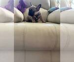 Small #1 French Bulldog