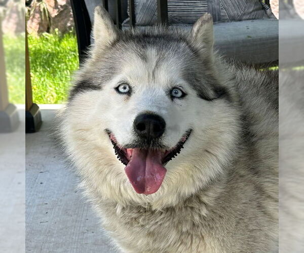 Medium Photo #4 Siberian Husky Puppy For Sale in Omaha, NE, USA