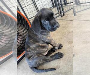 Presa Canario Puppy for sale in HOLLYWOOD, FL, USA