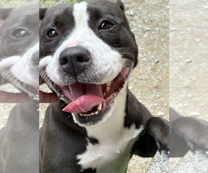 American Pit Bull Terrier-Unknown Mix Dogs for adoption in Glen Allen, VA, USA