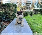 Small Photo #187 French Bulldog Puppy For Sale in HAYWARD, CA, USA