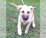 Small #1 Mutt
