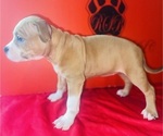 Small #1 American Bully