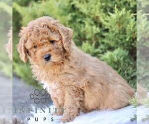 Goldendoodle (Miniature) Puppy for sale in KINZERS, PA, USA