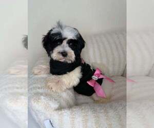 Zuchon Puppy for sale in GLEN ALLEN, VA, USA