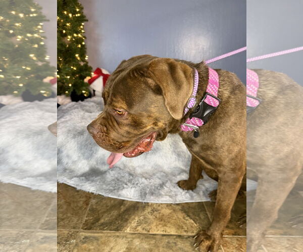 Medium Photo #2 Mutt Puppy For Sale in Goodyear, AZ, USA