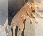 Small #8 American Pit Bull Terrier