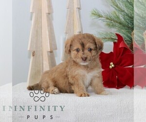ShihPoo Puppy for sale in GORDONVILLE, PA, USA