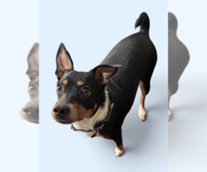 Miniature Pinscher-Unknown Mix Dogs for adoption in Rockville, MD, USA