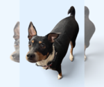 Small Miniature Pinscher Mix