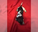 Small Photo #11 Dachshund Puppy For Sale in LARGO, FL, USA