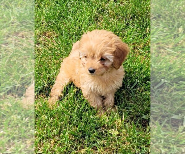 Medium Photo #4 Cavapoo Puppy For Sale in GILBERTSVILLE, PA, USA