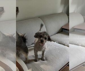 Poodle (Miniature) Dogs for adoption in Holly Springs, NC, USA