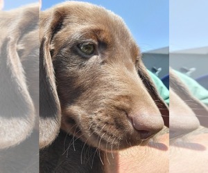 Labrador Retriever Puppy for sale in MOSES LAKE, WA, USA