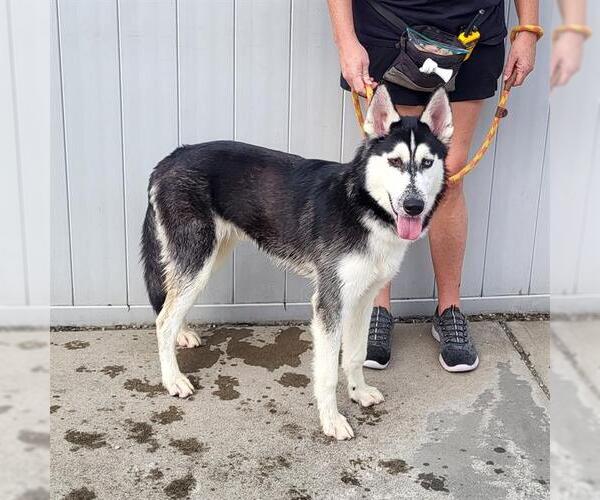 Medium Photo #1 Siberian Husky Puppy For Sale in Louisville, KY, USA