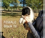Small Photo #3 Australian Shepherd Puppy For Sale in CLARKSVILLE, TX, USA
