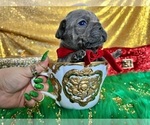 Small Photo #64 French Bulldog Puppy For Sale in HAYWARD, CA, USA