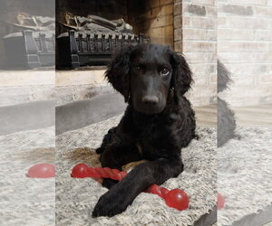 Goldendoodle Dogs for adoption in Fort Worth, TX, USA