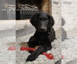 Small Goldendoodle