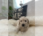 Small #20 Goldendoodle-Poodle (Standard) Mix