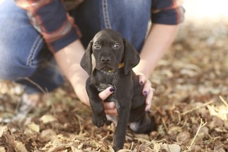 German Shorthaired Pointer Puppy for sale in LOS ALAMOS, CA, USA