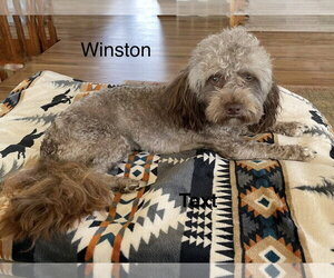 Havanese-Unknown Mix Dogs for adoption in Colorado Springs, CO, USA