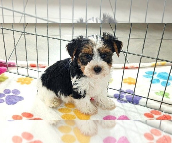 Medium Photo #4 Yorkshire Terrier Puppy For Sale in ORO VALLEY, AZ, USA