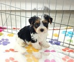 Sam - Male Yorkshire Terrier Puppy for Sale - Photo #4