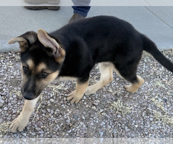 Medium Photo #5 German Shepherd Dog Puppy For Sale in BRIGHTON, CO, USA